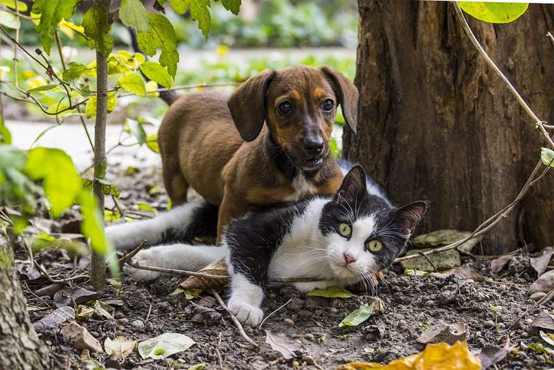 Собака и кошка играют, фото фотография 