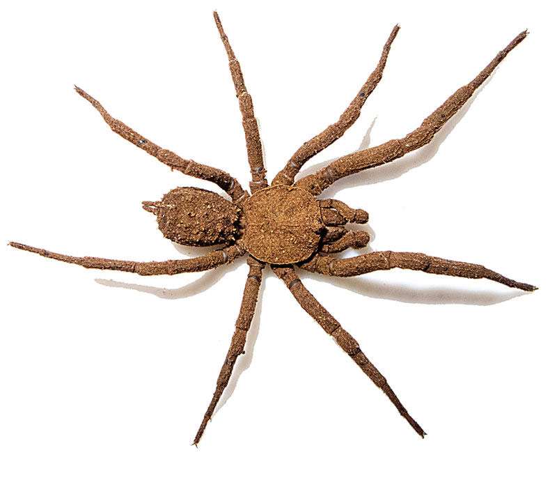 Самец паука Paratropis tuxtlensis, фото фотография