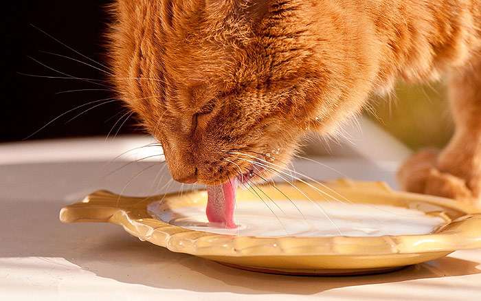 Рыжий кот лакает молоко из блюдца, фото фотография