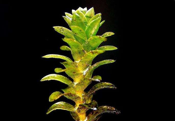 Элодея канадская (Elodea canadensis), фото фотография картинка аквариумные водные растения