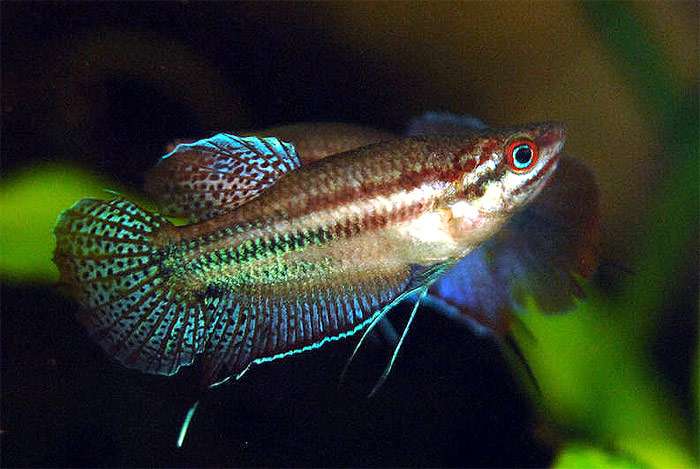 Гурами ворчащий, рыбка говорящая, ворчащий трихоптис (Trichopsis vittata), фото фотография аквариумные рыбы