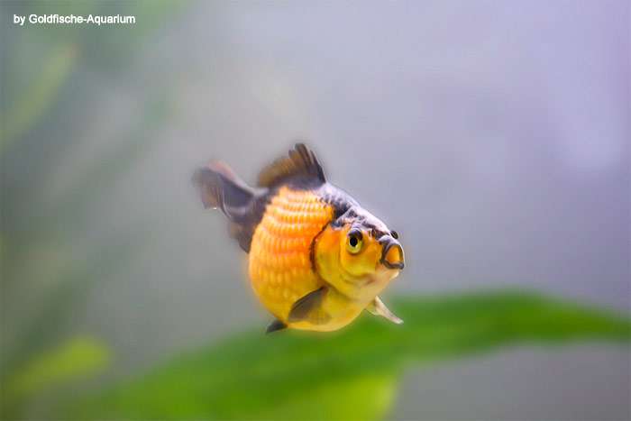 Жемчужинка, золотая рыбка, фото фотография