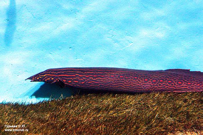 Мастацембел краснополосый (Mastacembelus erythrotaenia), фото фотография окунеобразные рыбы