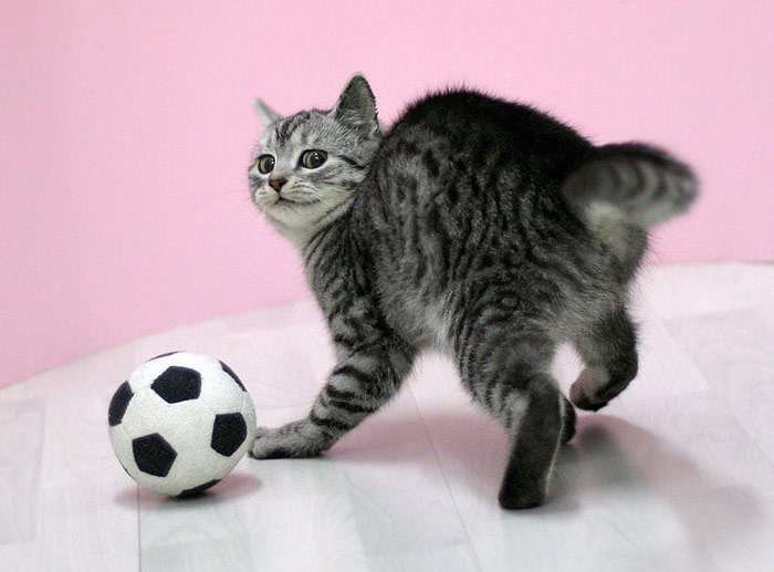 Котенок играет с мячом, фото фотография