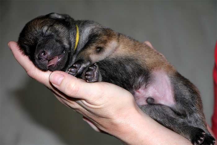 Спящий новорожденный щенок на руках женщины, фото фотография собаки