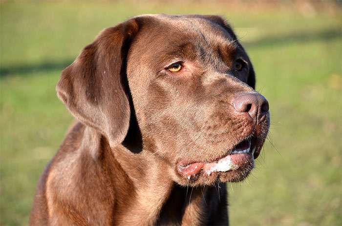 Шоколадный лабрадор, фото фотография собаки