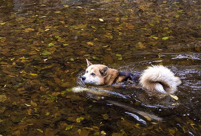 Лайка в воде, фото фотография собаки