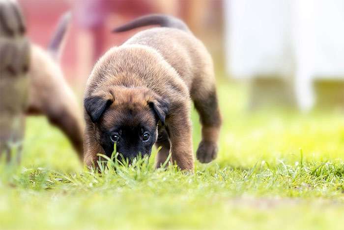 Щенок бельгийской овчарки вынюхивает что-то в траве, фото фотография собаки