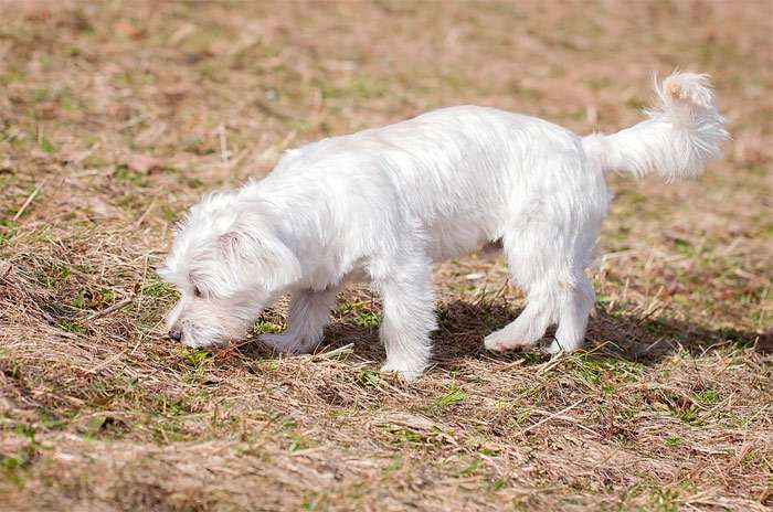 Стриженная болонка что-то вынюхивает в траве, фото фотография собаки