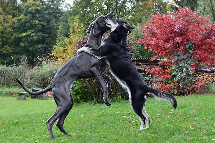 Немецкий дог играет с крупной собакой, фото фотография собаки