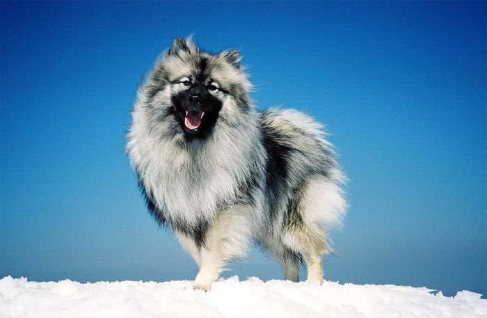 Вольфшпиц кеесхонд, фото фотография собаки