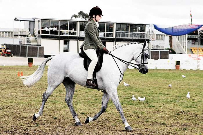 Австралийский пони, фото фотография лошади
