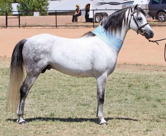 Австралийский пони, фото фотография лошади