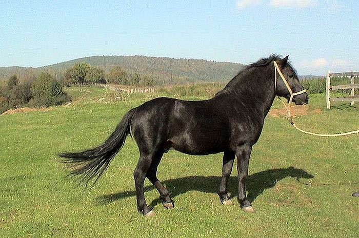 Боснийская горная лошадь (боснийский пони), фото фотография
