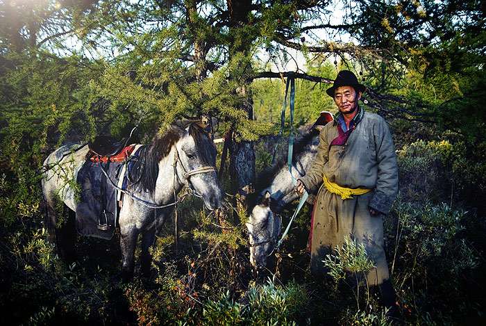 Монгольская лошадь, фото фотография