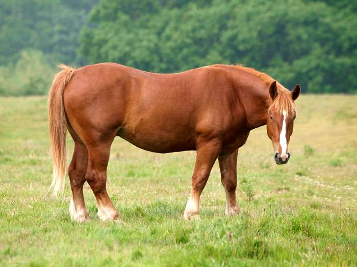 Суффолькская лошадь, суффольк, фото фотография