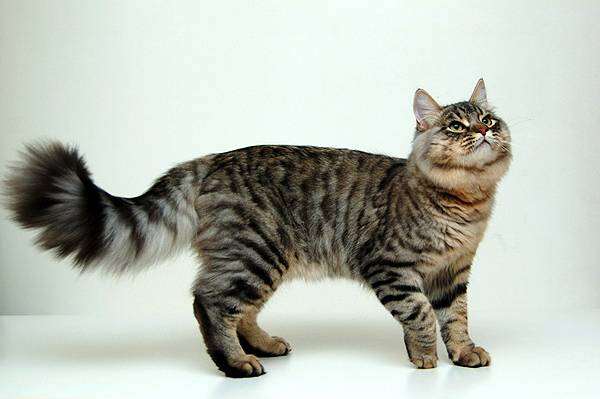 Сибирская кошка, фото кошки, фотография породы кошек