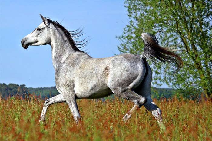 Белая арабская лошадь, фото фотография