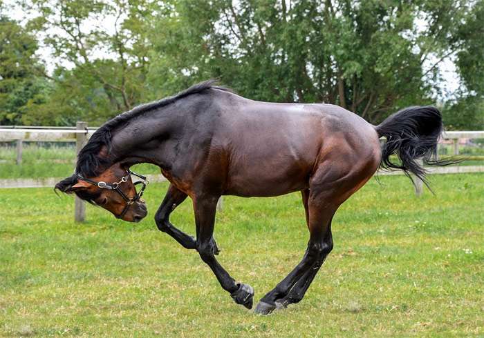 Брыкающаяся лошадь, фото фотография