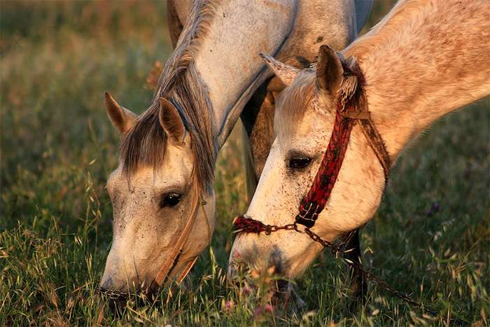 Две лошади щиплют траву, фото фотография