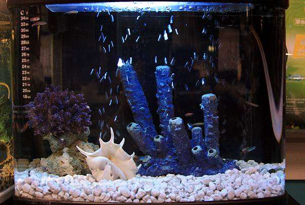 Морской (рифовый) аквариум, фото содержание аквариумных рыб фотография