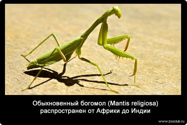 Обыкновенный богомол (Mantis religiosa) распространен от Африки до Индии.