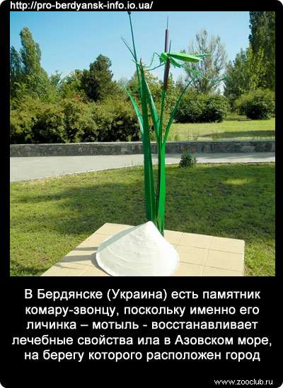 В Бердянске (Украина) есть памятник комару-звонцу, поскольку именно его личинка - мотыль - восстанавливает лечебные свойства ила в Азовском море, на берегу которого расположен город.