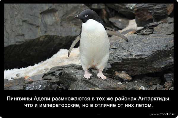 Пингвины Адели (Pygoscelis adeliae) размножаются в тех же районах Антарктиды, что и императорские, но в отличие от них летом.