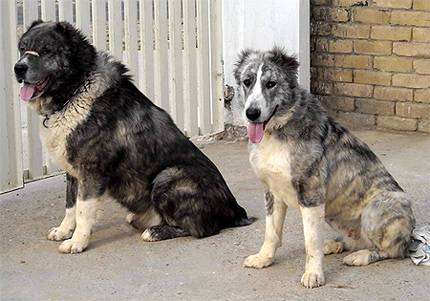   ,    (Aryan Molossus, Khurasani Dog),    
