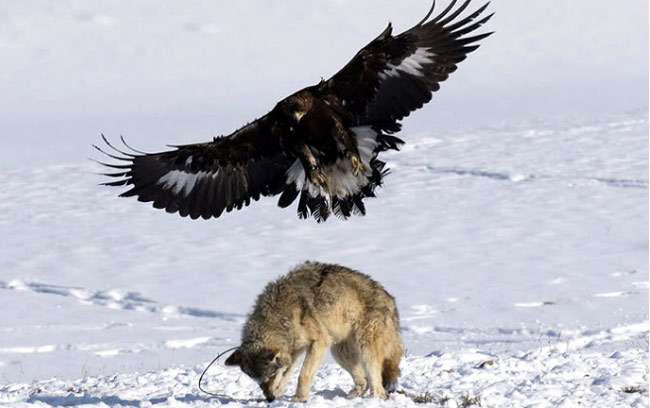 Беркут нападает на волка, фото фотография хищники