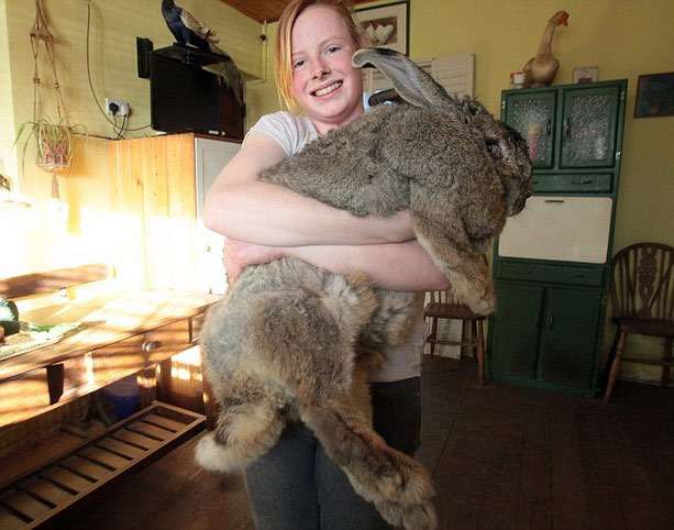 Самый тяжелый кролик в мире Ральф, фото фотография