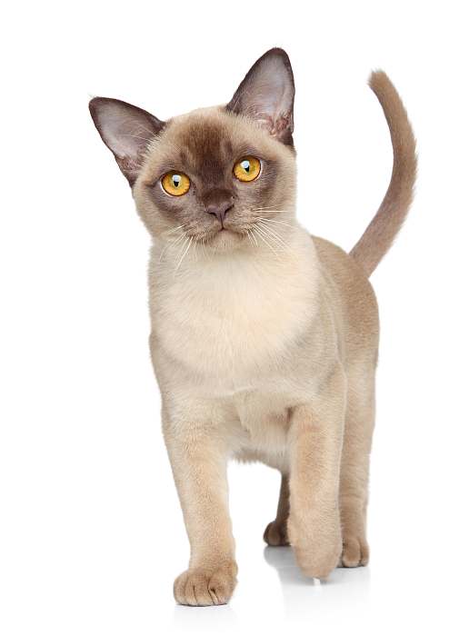 Бурма (Burmese cat) бурманская кошка, фото породы кошек картинка