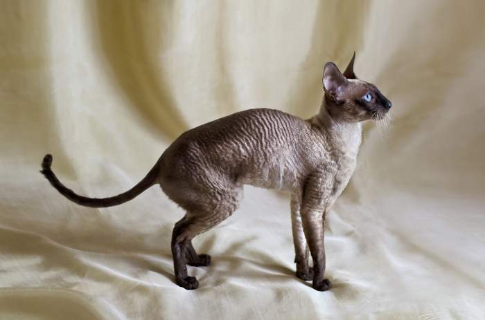Корниш-рекс, фото фотография породы кошек