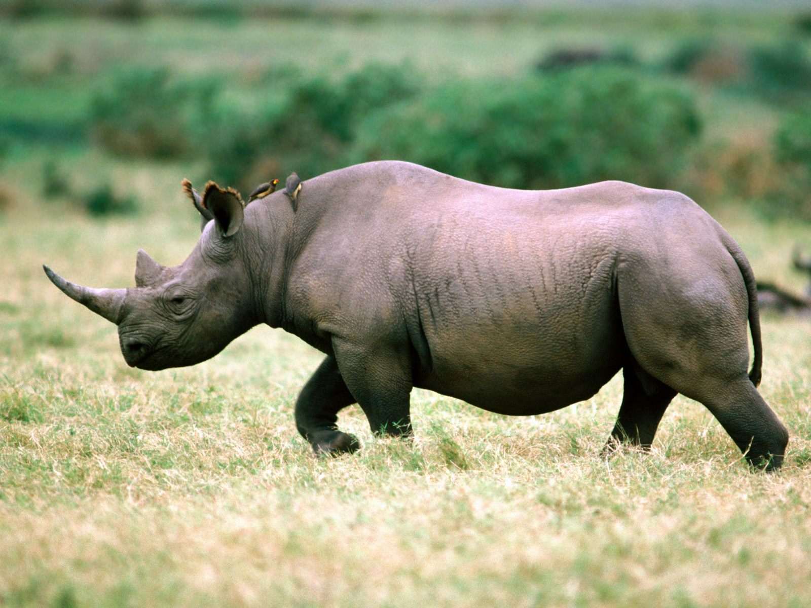   (Rhinoceros bicornis) ,  , 