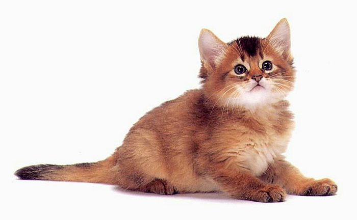 Сомалийская кошка, котенок сомали, фото фотография