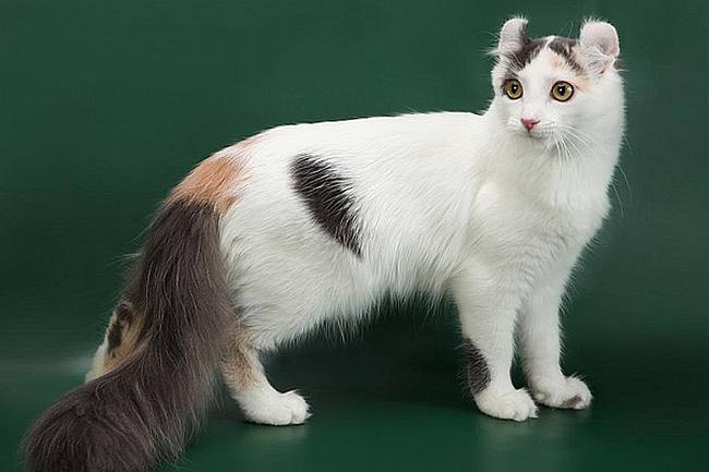 Американский кёрл длинношерстный, фото фотография кошки