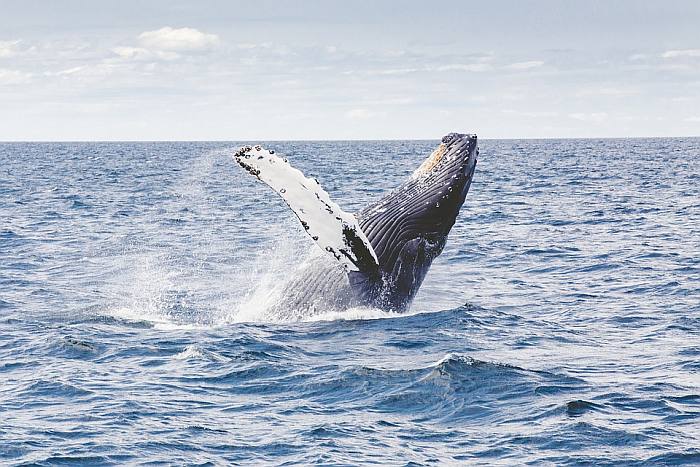 Горбатый кит (Megaptera novaeangliae), фото фотография млекопитающие