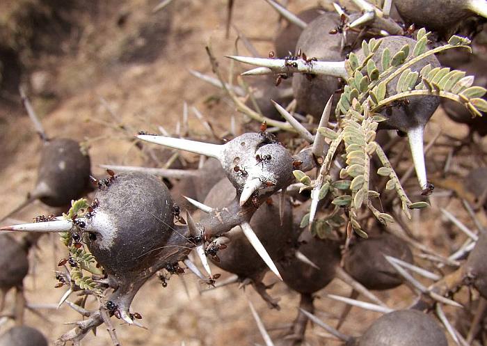 Серполопастная акация (Acacia drepanolobium) и защищающие ее муравьи, фото фотография растения