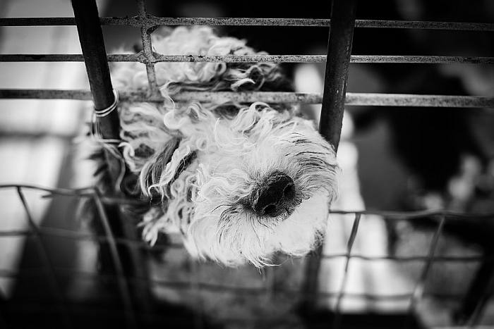 Собака в клетке, фото фотография 
