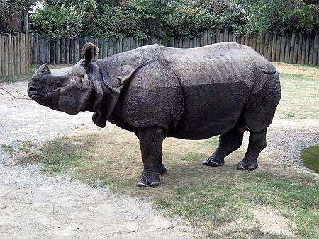 Индийский носорог (Rhinoceros unicornis), фото животные фотография