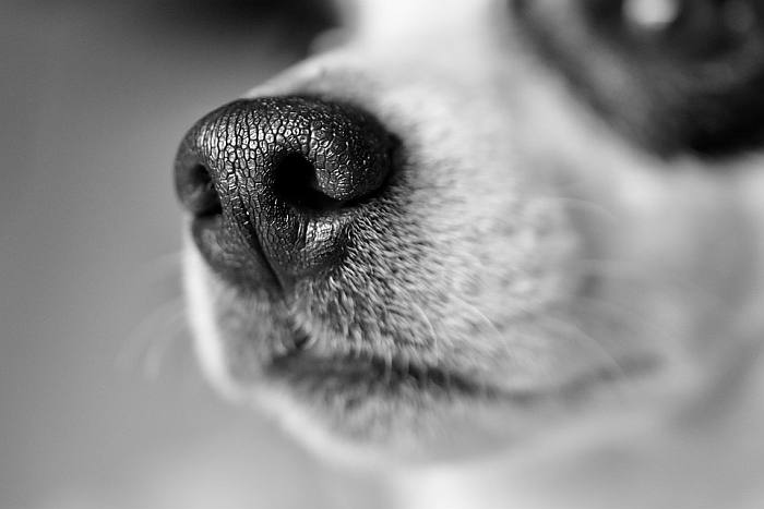 Собачий нос собаки, фото фотография 