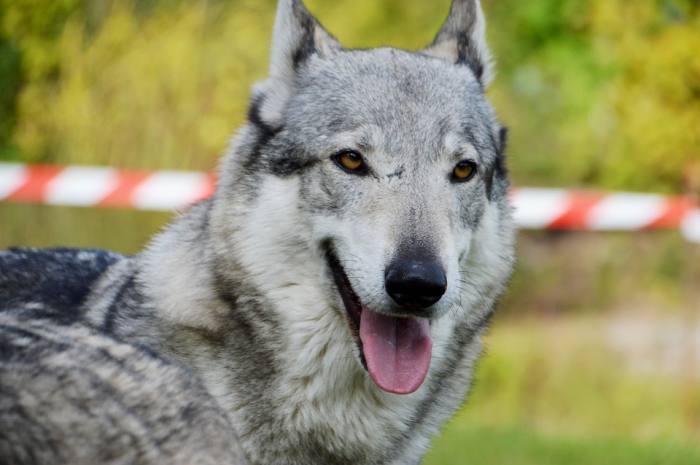 Чехословацкая волчья собака, фотография фото собаки