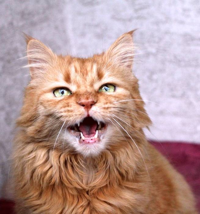 Рассерженный рыжий кот, фото фотография кошки