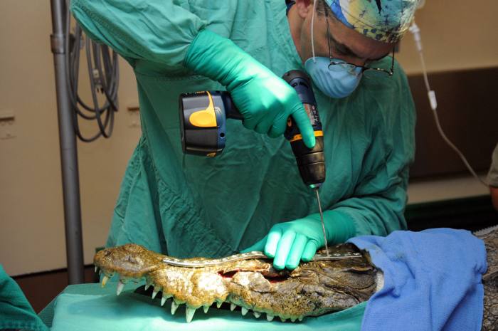 Хирурги делают операцию крокодилу, фото фотография рептилии