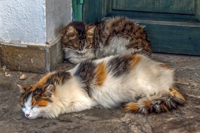 Бездомные кошки, фото фотография 