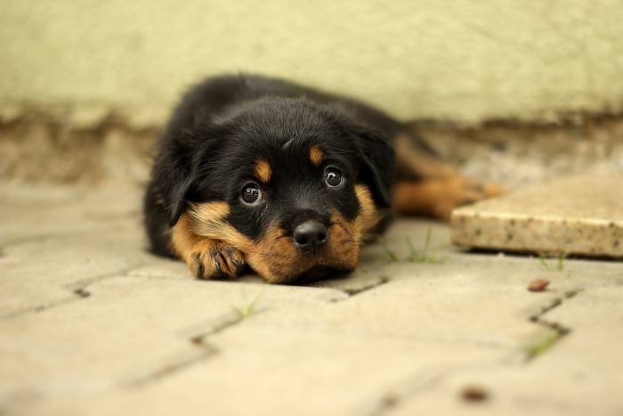 Ротвейлер щенок, фото фотография собаки
