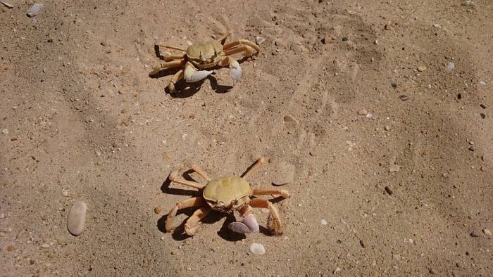 Два краба на песке, фото фотография ракообразные