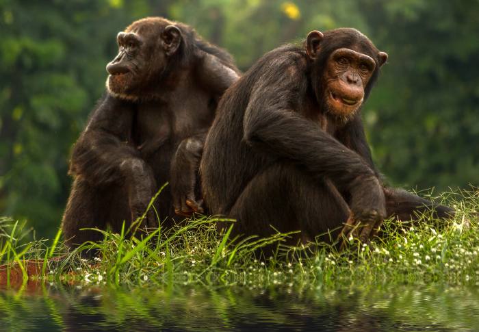 Шимпанзе, фото фотография приматы