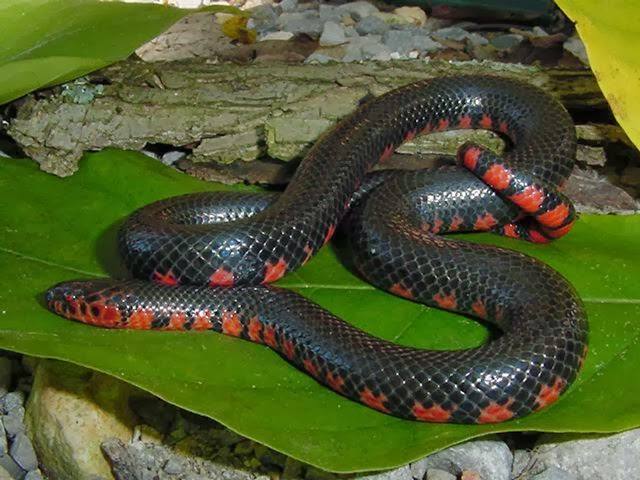 Змея-хамелеон (Enhydris gyii), фото фотография рептилии