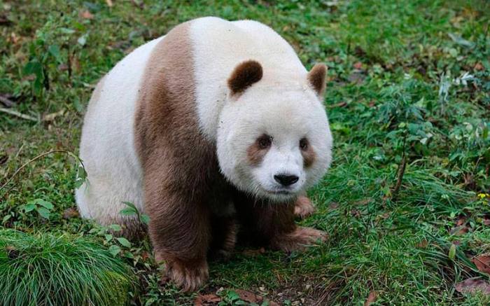 Бело-коричневая панда, фото фотография медведи